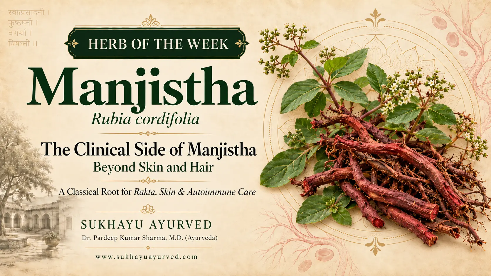 The Clinical Side of Manjistha: Beyond Skin and Hair