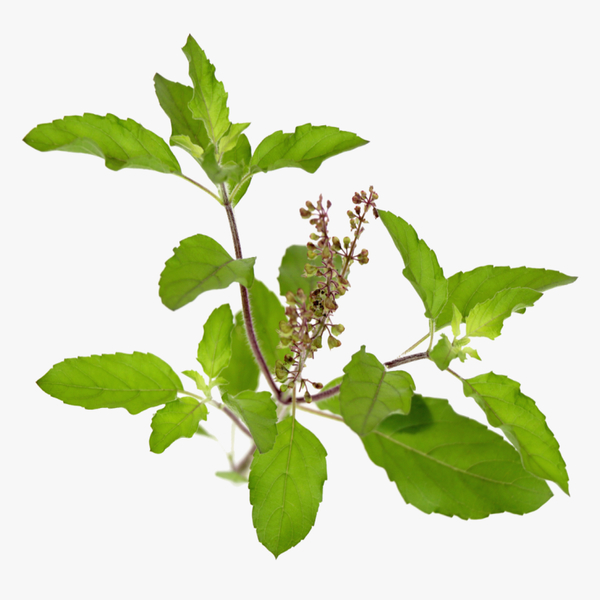 tulsi