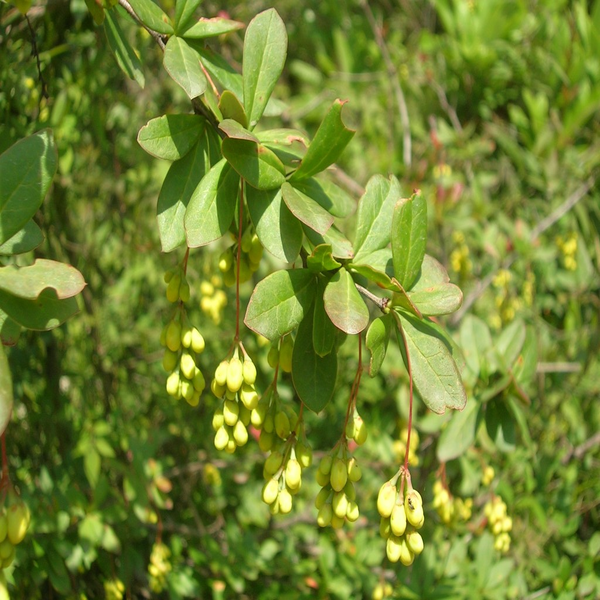 Daruhaldi