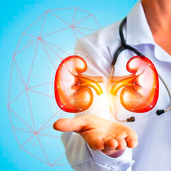 Ayurveda about kidneys