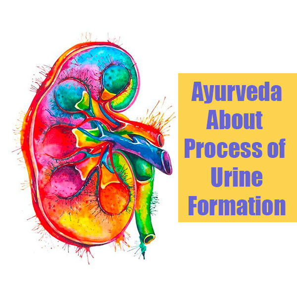 Ayurveda about urine formation