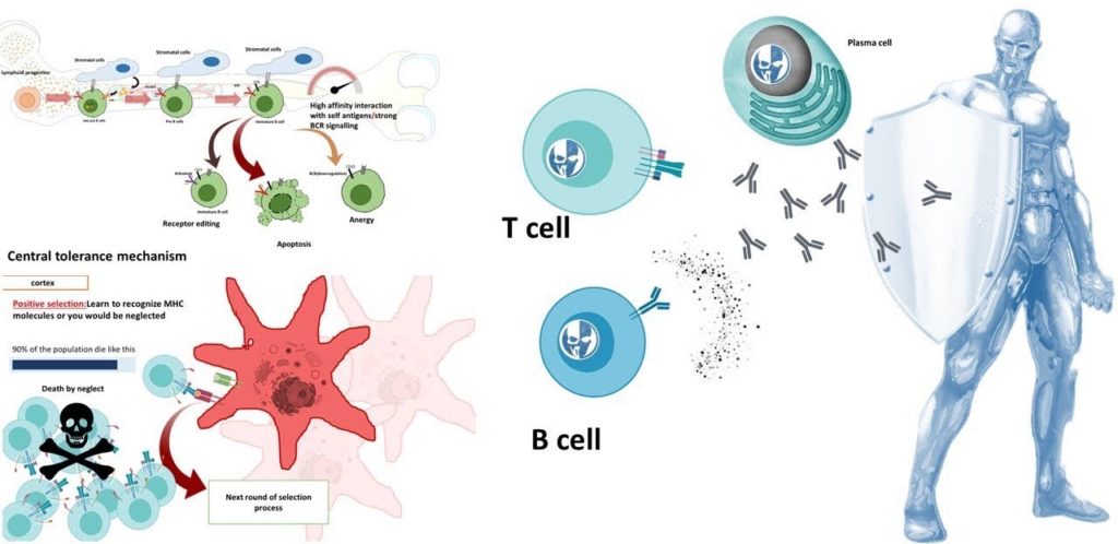 What is Autoimmunity?